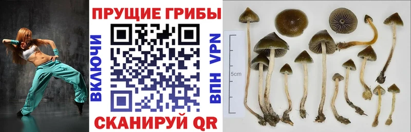 Галлюциногенные грибы мицелий  Новоалтайск 